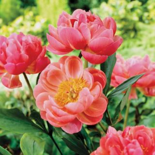 Coral Charm Peony Thumbnail